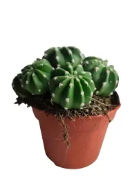 kaktus-doniczkowy-15o-20-cm-zestaw-kaktusow-w-doniczce