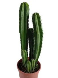 kaktus-kolumnowy-cereus-54-cm-doniczka-o17