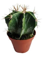 echinocactus-grusonii-kaktus-siedzenie-tesciowej-o85-cm-wys-9-cm