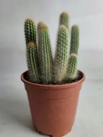 cereus-zuilcactus-kaktus-kolumnowy-40-cm-doniczka-o17