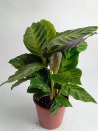 calathea-12o-40cm-kalatea