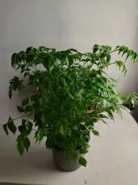 radermachera-sinica-12o-35cm-gwiazda-prl