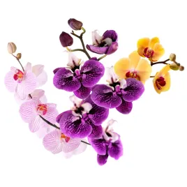 storczyk-phalaenopsis-zywy-w-doniczce-mix-kolorow-70-cm-roslina-doniczkowa