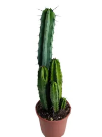 kaktus-kolumnowy-piekna-zdrowa-roslina-17o-58cm