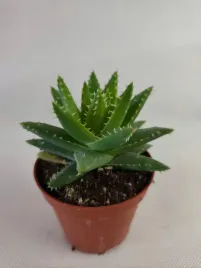 aloe-perfoliata-aloes-55o-8cm-maluszek