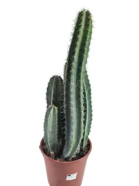 cereus-zuilcactus-kaktus-kolumnowy-60-cm-doniczka-o17