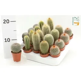 kaktusy-mini-mix-20-szt-paletka-las-w-sloiku-prezent-promocja