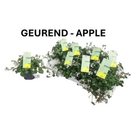 pelargonia-pelargonium-hybrid-fragrant-mix-12o-20cm