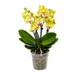 phalaenopsis-mf-boquetto-sensation-12o-35cm-3st-prezent-storczyk-zolty