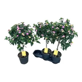 lantana-lucky-honey-blush-19o-75cm-fioletowe-cudo