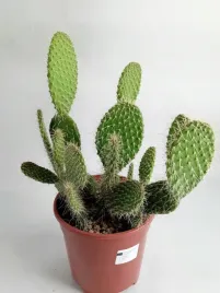opuntia-azurea-17o-35cm-sliczne-krolicze-uszy-opuncja-kaktus