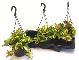 hoya-carnosa-tricolor-19o-45cm-hoja