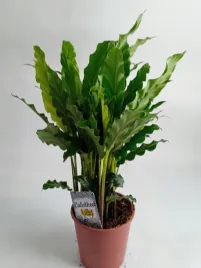 calathea-12o-40-cm-kalatea