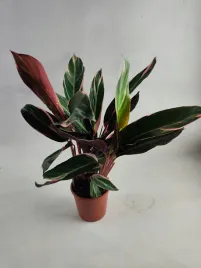 calathea-13o-55-cm-kalatea