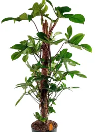 philodendron-pedatum-21o-100cm-efektowna-roslina-doniczkowa-filodendron