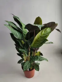 calathea-13o-50-cm-kalatea