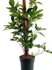philodendron-pedatum-21o-100cm-efektowna-roslina-doniczkowa-filodendron