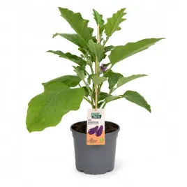 baklazan-aubergine-65-cm-15-cm-plenna-sadzonka-z-owocami