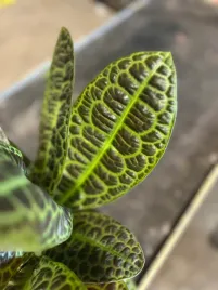 labisia-obtusifolia-kura-kura-13-cm-o30-cm-egzotyczna-kolekcjonerska