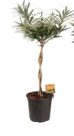 dracaena-refl-valentina-21o-80cm-4pp-dracena