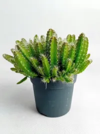 hylocereus-undatus-105o-15cm-pitaja