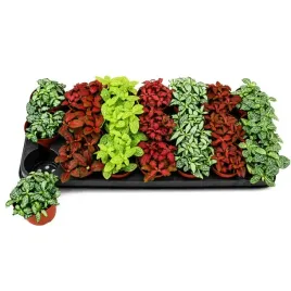 fittonia-mix-las-w-sloiku-szkle-10cm-21-szt-paletka