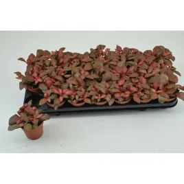 fittonia-red-star-85o-10cm-czerwona-las-w-sloiku-szkle