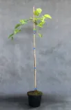 morwa-biala-pendula-morus-alba-pendula-rodzaj-rosliny-inny