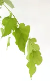 morwa-biala-pendula-morus-alba-pendula-producent-inna