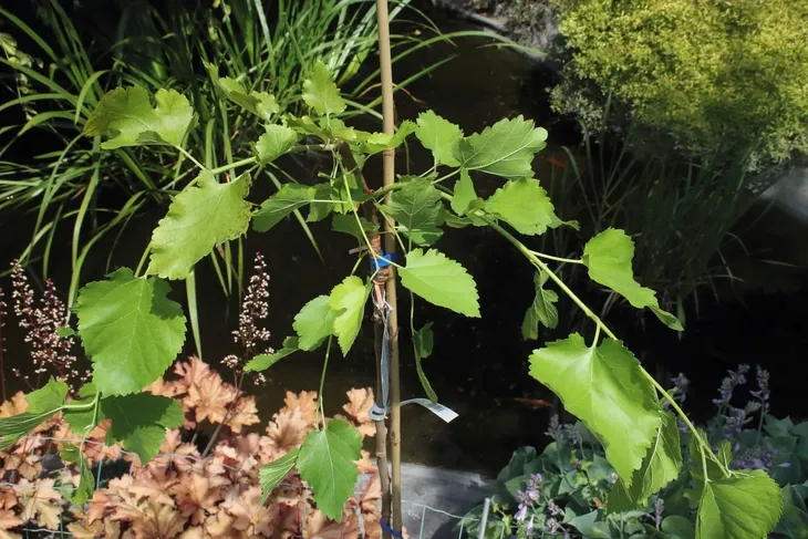 morwa-biala-pendula-morus-alba-pendula-rodzaj-rosliny-inny-kod-produktu-5907803494249