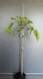 morwa-biala-pendula-morus-alba-pendula-rodzaj-rosliny-inny-stan-nowy