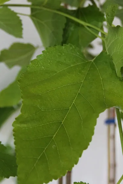 morwa-biala-pendula-morus-alba-pendula-rodzaj-rosliny-inny-producent-inna