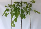 morwa-biala-pendula-morus-alba-pendula-rodzaj-rosliny-inny-nazwa-lacinska-morus-alba
