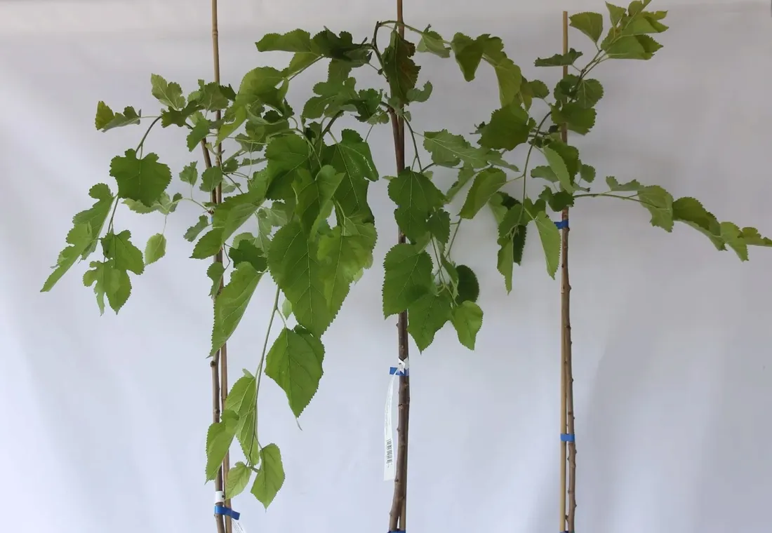 morwa-biala-pendula-morus-alba-pendula