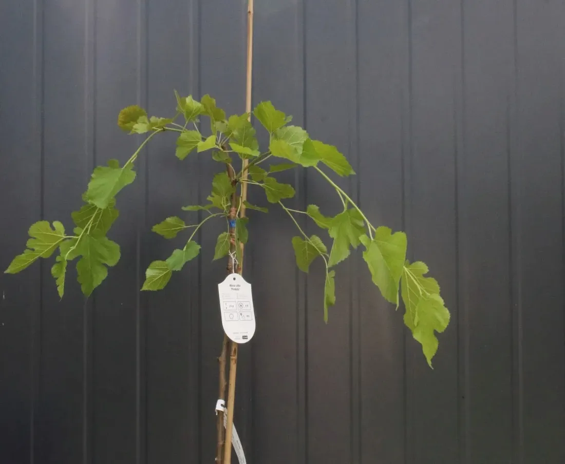 morwa-biala-pendula-morus-alba-pendula-rodzaj-rosliny-inny
