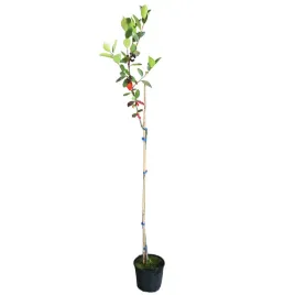aronia-czarna-aronia-melanocarpa