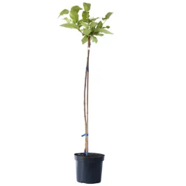 kalina-hordowina-aureum-viburnum-lantana-aureum