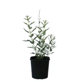 perowskia-lobodolistna-blue-spire-perovskia-atriplicifolia-blue-spire