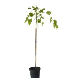 morwa-biala-pendula-morus-alba-pendula