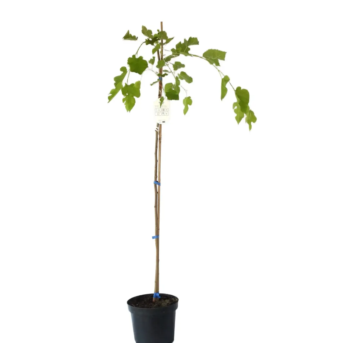 morwa-biala-pendula-morus-alba-pendula