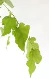 morwa-biala-pendula-morus-alba-pendula-kod-produktu-5907803494232