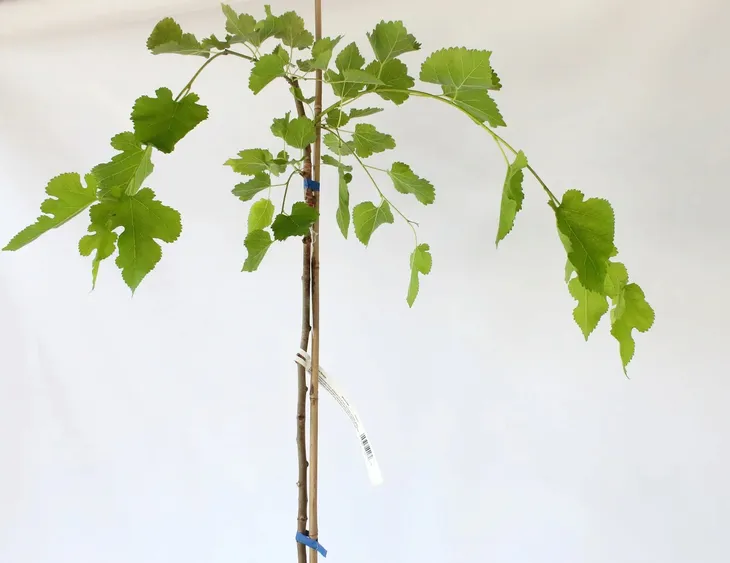 morwa-biala-pendula-morus-alba-pendula-producent-inna