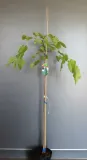 morwa-biala-pendula-morus-alba-pendula-rodzaj-rosliny-inny-kod-produktu-5907803494232
