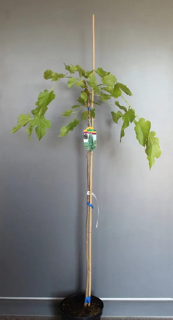morwa-biala-pendula-morus-alba-pendula