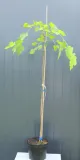 morwa-biala-pendula-morus-alba-pendula-rodzaj-rosliny-inny-kod-producenta-pl-24-03-135