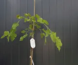 morwa-biala-pendula-morus-alba-pendula-rodzaj-rosliny-inny-nazwa-lacinska-morus-alba