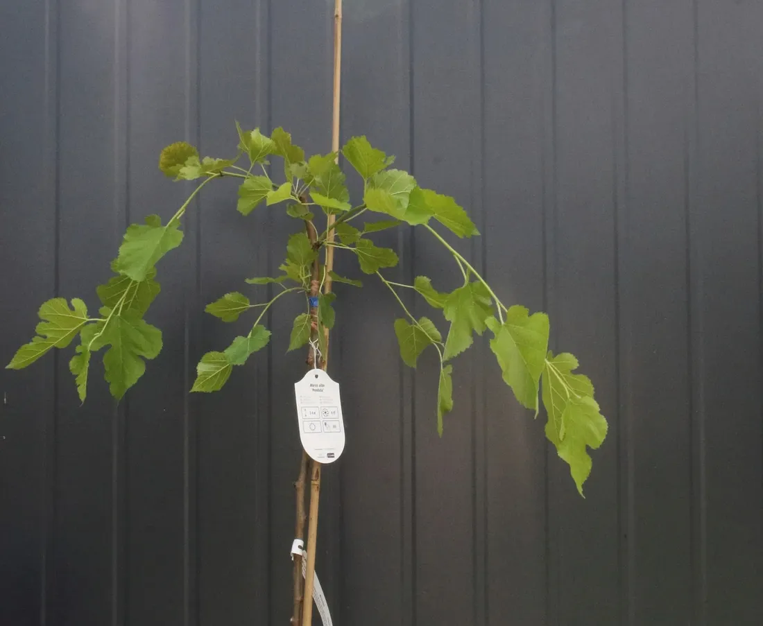 morwa-biala-pendula-morus-alba-pendula