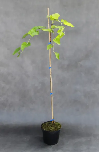 morwa-biala-pendula-morus-alba-pendula-kod-produktu-5907803494232-rodzaj-rosliny-inny