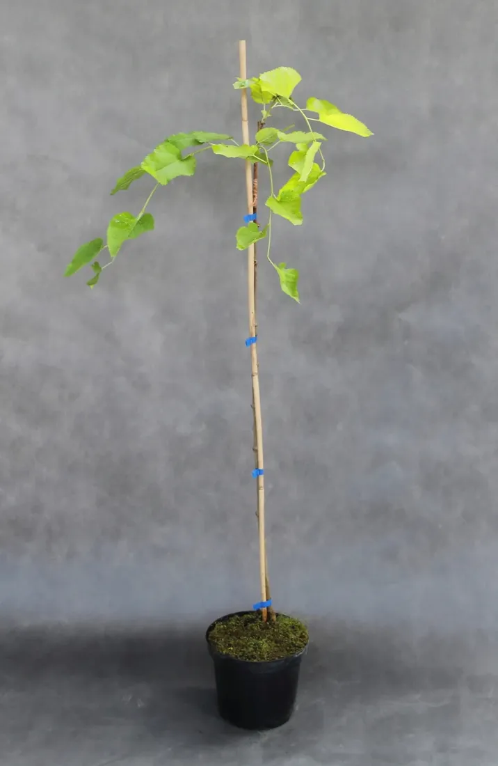 morwa-biala-pendula-morus-alba-pendula