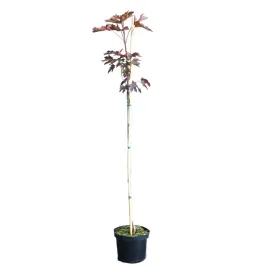 klon-pospolity-crimson-sentry-acer-platanoides-crimson-sentry